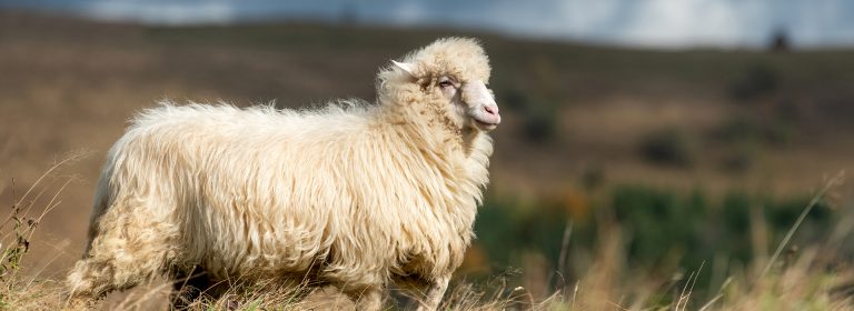 Fleece Farming