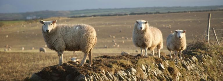 Pasture Sheeping