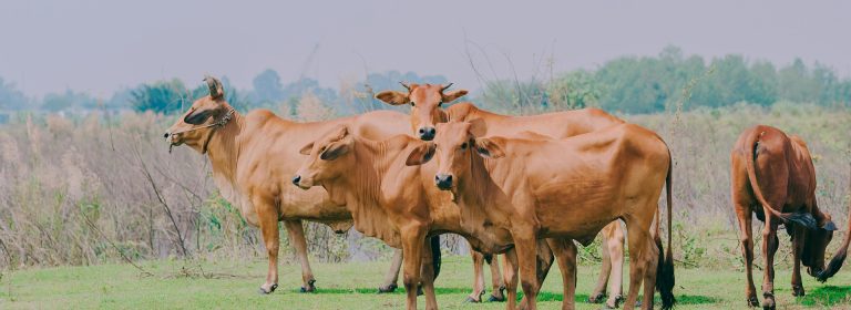 A farm without cows is field