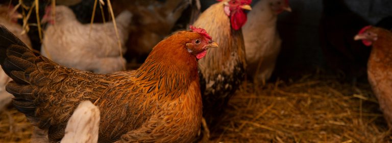 farm fresh eggs, farm fresh life