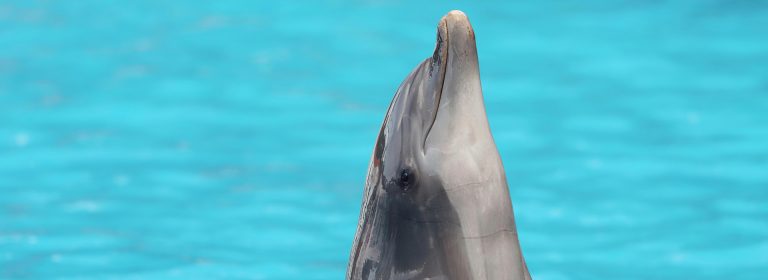 Joy swims on a dolphin’s back