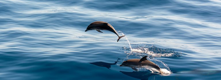 Dolphins turn waves into stories