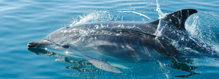 A dolphin’s leap lifts the soul