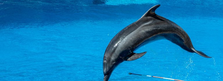 Happiness glides on a dolphin’s fin