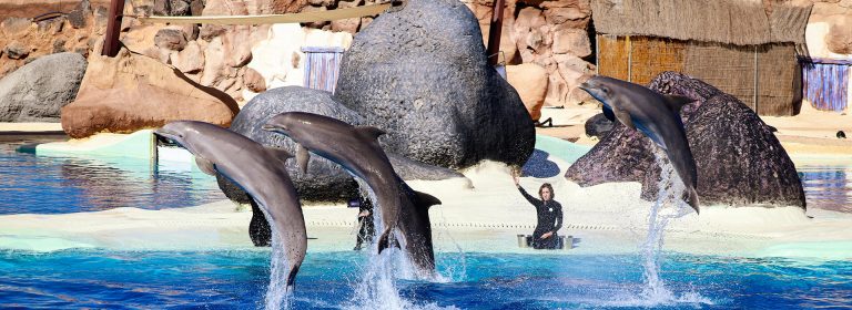 Delight shines in their ocean dance