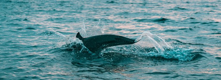 Joy drifts upon their silver fins