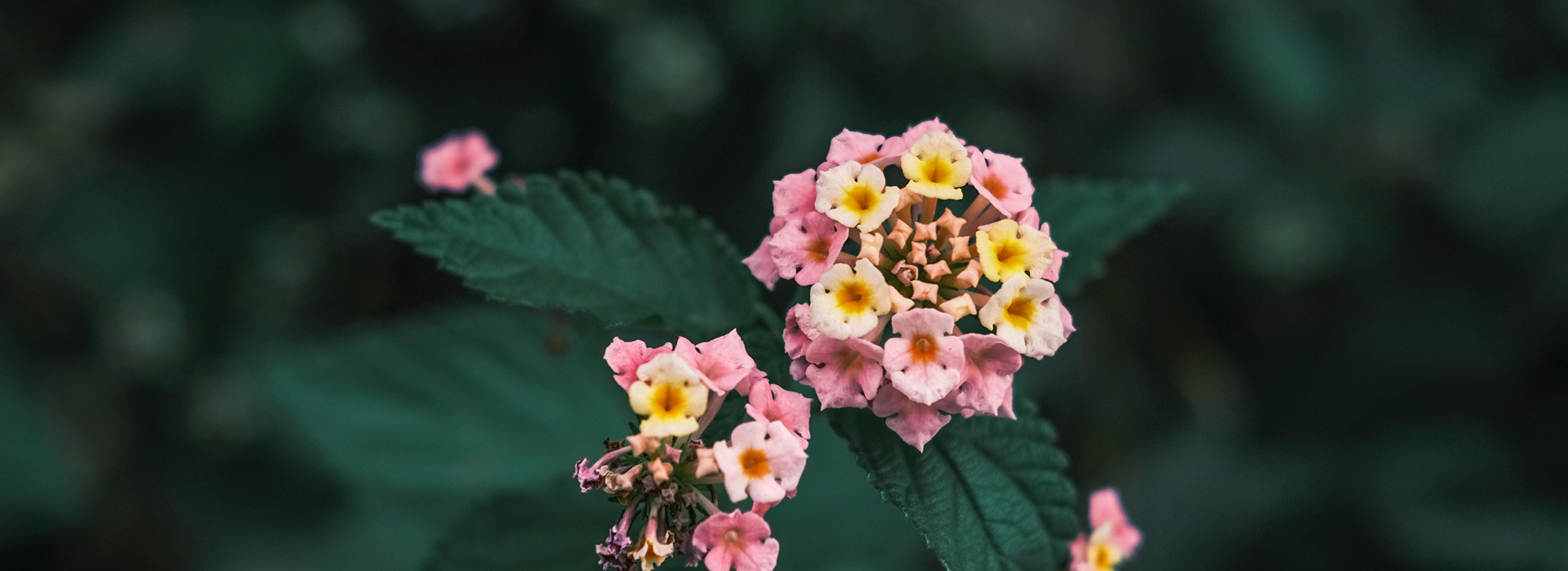 Like flowers, we grow through what we go through