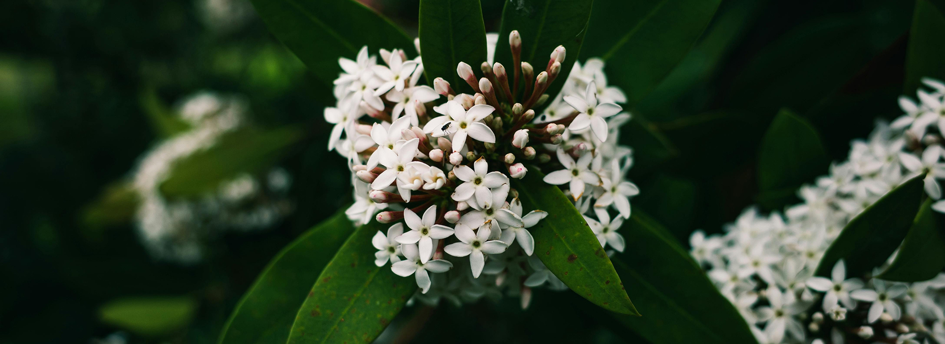 Even the tiniest flower can have the toughest roots